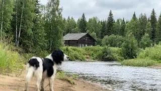 Taiga Cabin: What Kind of Fish Is Swarming in the River?