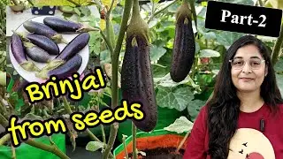 🔴BRINJAL PLANT GROWING/ GROW BRINJAL FROM SEEDS IN POT बेंगन का पोधा कैसे गमले में लगायें #brinjal