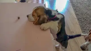 Beagle Puppy Tries to Steal Treat, But the Adult Dog is Smarter!