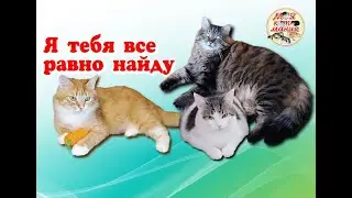 Я тебя все равно найду.