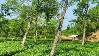 Tea Garden @t Chattogram