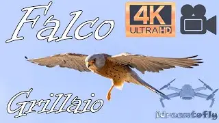 Birdwatching nella Valle del Mignone - Lazio 2024