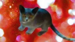 Cutest Kitten Playing