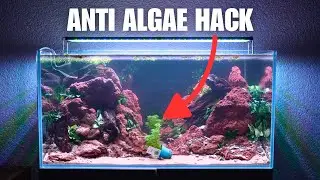 Making a NO CO2 & LOW MAINTENANCE 40 Gallon Office Aquascape