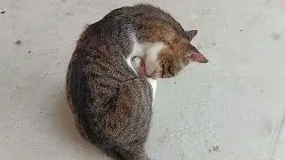Cute Cat Spotted Meowing, Following Me & Grooming Itself | Adorable Feline Moments