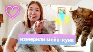 ЖИЗНЬ С МЕЙН-КУНАМИ / ИЗМЕРИЛИ КОТА / БУДНИ С КОШКАМИ