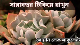 Echeveria Swan Lake Propagation and Care in Bangla