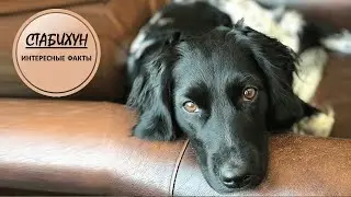 СТАБИХУН🐕/Охотник из Нидерландов