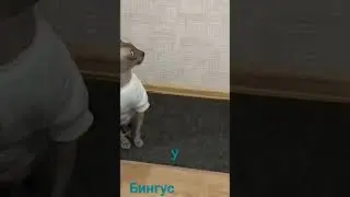 у котов  новая когтеточка