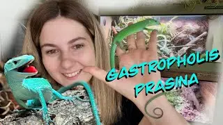 GASTROPHOLIS PRASINA how to keep them?