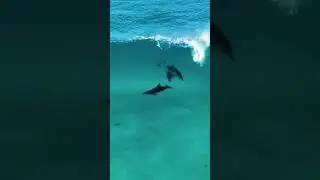 Incredible View of Dolphins playing with Sea Waves | Dolphin