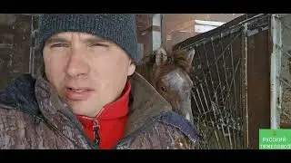 Седло.  Кобыла Кнопка и её копыто. Жёсткая зама.