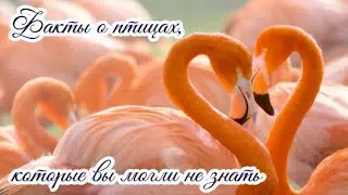 Факты о птицах, которые вы могли не знать Facts about Birds