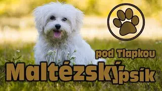 MALTÉZSKÝ PSÍK | O PLEMENU