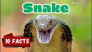 10 Mind-Blowing Snake Facts for Kids That Will Shock You! Unveiling the Mystery  