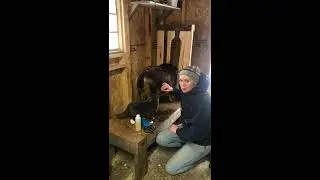 Preg Checking Audrey! Using Pregtone on Dairy Goat