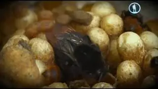 Личинки черная майка