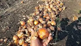 Лук седона. Уборка лука. Выращивание лука