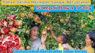 Oh Maaf.. Saya Nggak Bisa Lihat Buah Nganggur 🤣 Langsung Bawa Suami & Anak