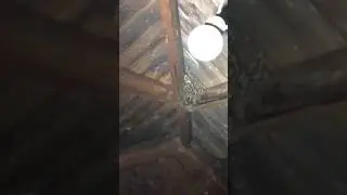 Bats in the Attic in Illinois