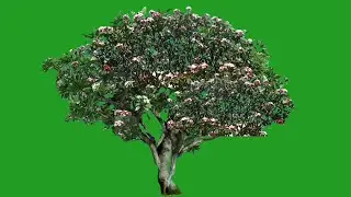plumeria tree green screen video backgrounds