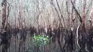 Long An and forest