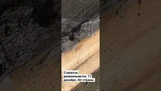 Стрекозы в декабре размножаются. Хорошее место для строительства я все таки выбрал)