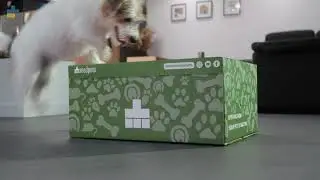 Bumper Hond - Medpets.nl - Voor de gezondheid van je dier