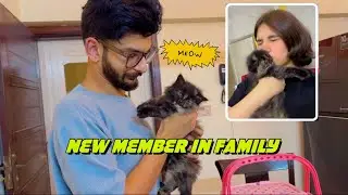 New family member | Persian cat | Coco