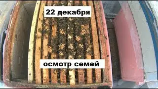 Осмотр семей в день зимнего солнцестояния
