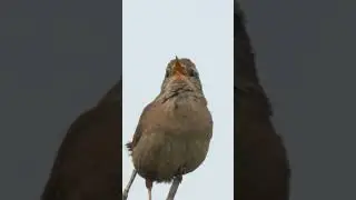 Wren Singing #Bird #birdsong #wildlife