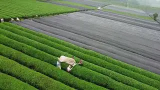 Two Men Tea Picking Harvesting Machine Lavender Harvesting Machine