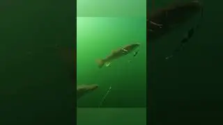 No way 😳 #fishing #underwater #fish #shorts