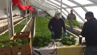 Harvesting Explained!