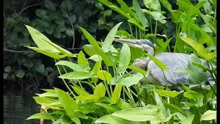 Great Blue Heron Hunting & A Persistent Dragonfly (& a surprise softshell turtle & other wildlife)
