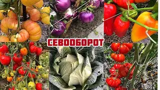 Севооборот соблюдать не получается,выход есть!