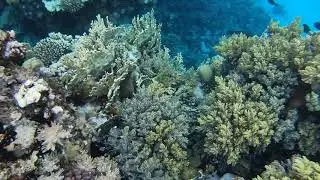 Marsa-Alam, Abu Dabbab, Hilton reef