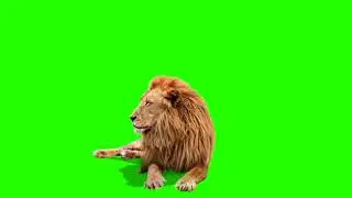 Male Lion Best Green Screen