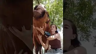 Hugging a big baby cow 🐮 #shorts #cow #notapet #animals #alveus #mayahiga