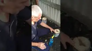 Высаживание мицелий грибов  вешанки  на пни разными способами