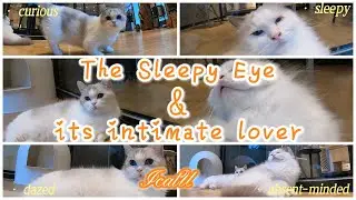 The Sleepy Eye and its intimate lover