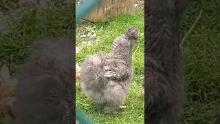 Tiroler Nutztierhaltung