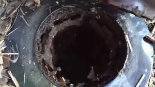 What do termites look like? Here is a close up of live Termites in bait system on the Gold Coast
