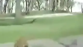 Размножаются у всех на виду.порно +18