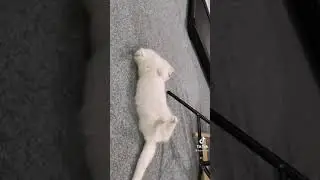Горячий TikTok Валя Карнавал /41/ 
