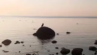 Баклан