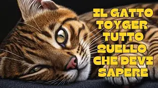 🐾The Toyger cat: everything you need to know! 🐾