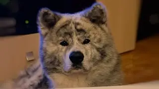 Трюки от Вакахи. Балдежник))