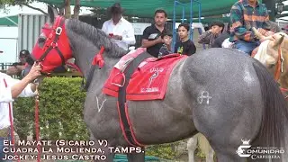 💰CARRERA MILLONARIA🤴ABIERTA ANIVERSARIO. El Tata C. La Estrella✡️. Fresno Hipodromo, SIN.