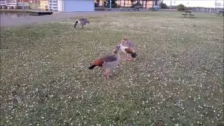 Egyptian Geese on Skegness Boating Lake